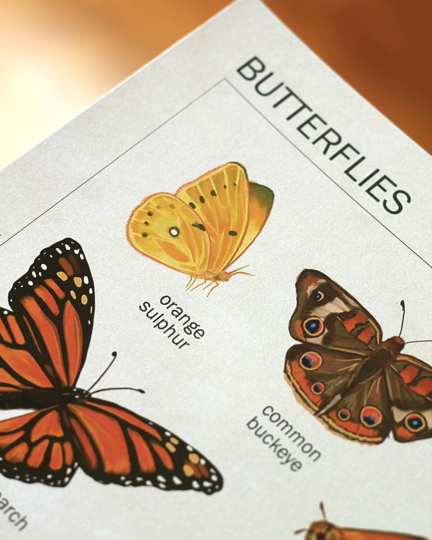 Butterfly Art Print | 8x10'' | Vintage Botanical Wall Art