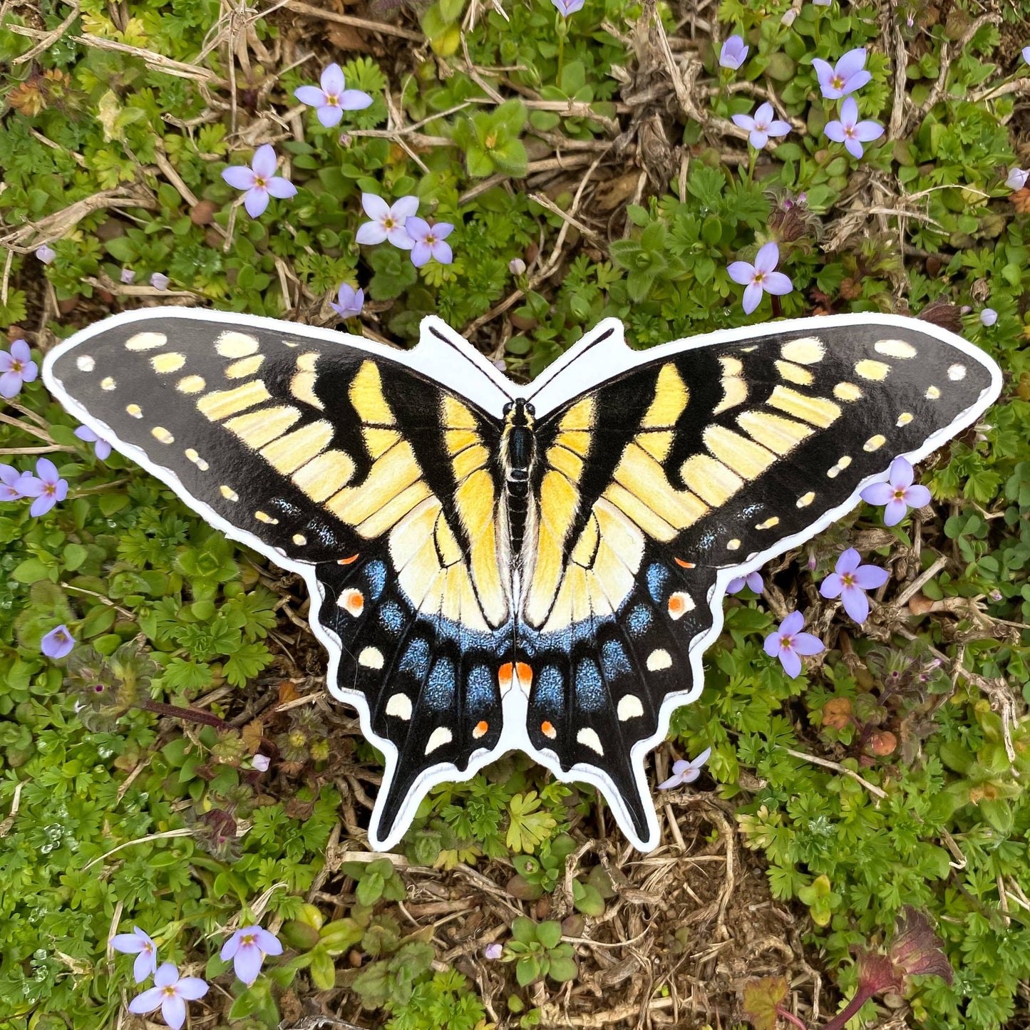Pegatina de la mariposa cola de golondrina tigre oriental