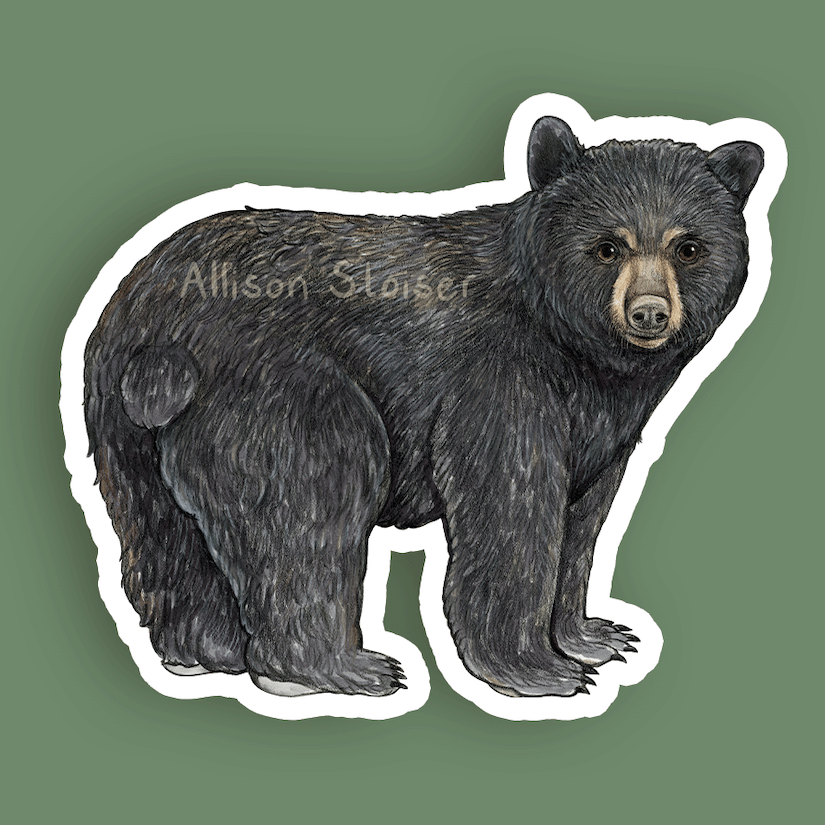 Pegatina de vinilo resistente a la intemperie de oso negro americano