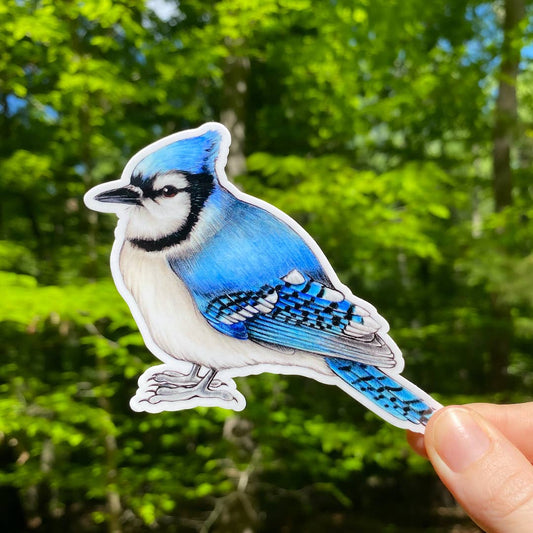 Blue Jay Bird Weatherproof Vinyl Sticker