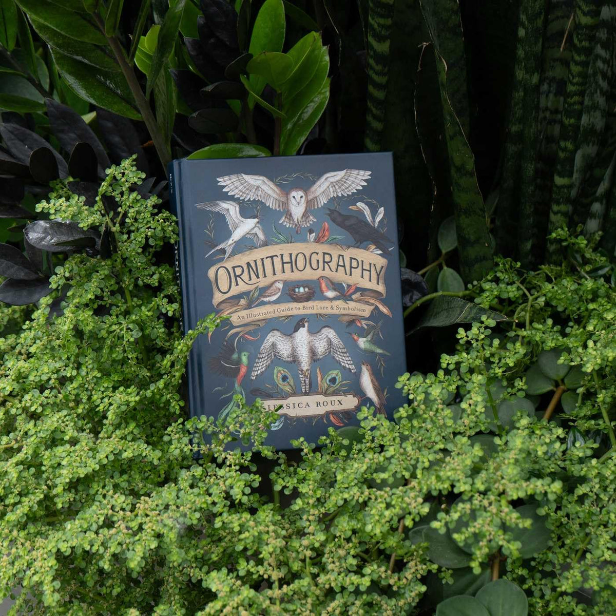 Ornithography: An Illustrated Guide to Bird Lore & Symbolism (Volume 2) (Hidden Languages)